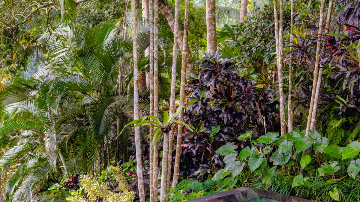 Bali Spring Ubud: Panduan Menginap di Tengah Alam yang Tenang