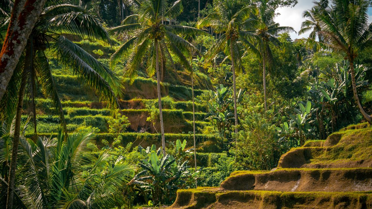 Meditasi Hutan Bali: Persiapan dan Manfaatnya