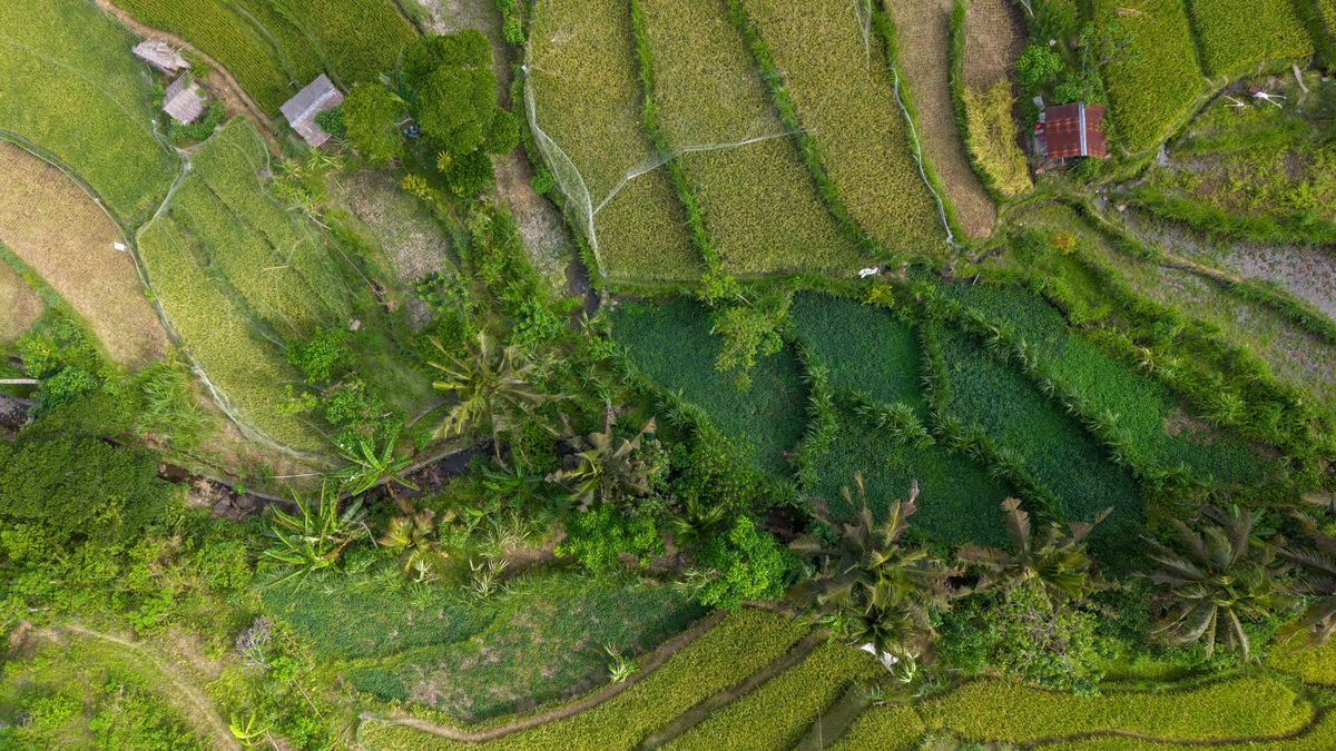 Itinerary 5 Hari di Bali dengan Base di Ubud