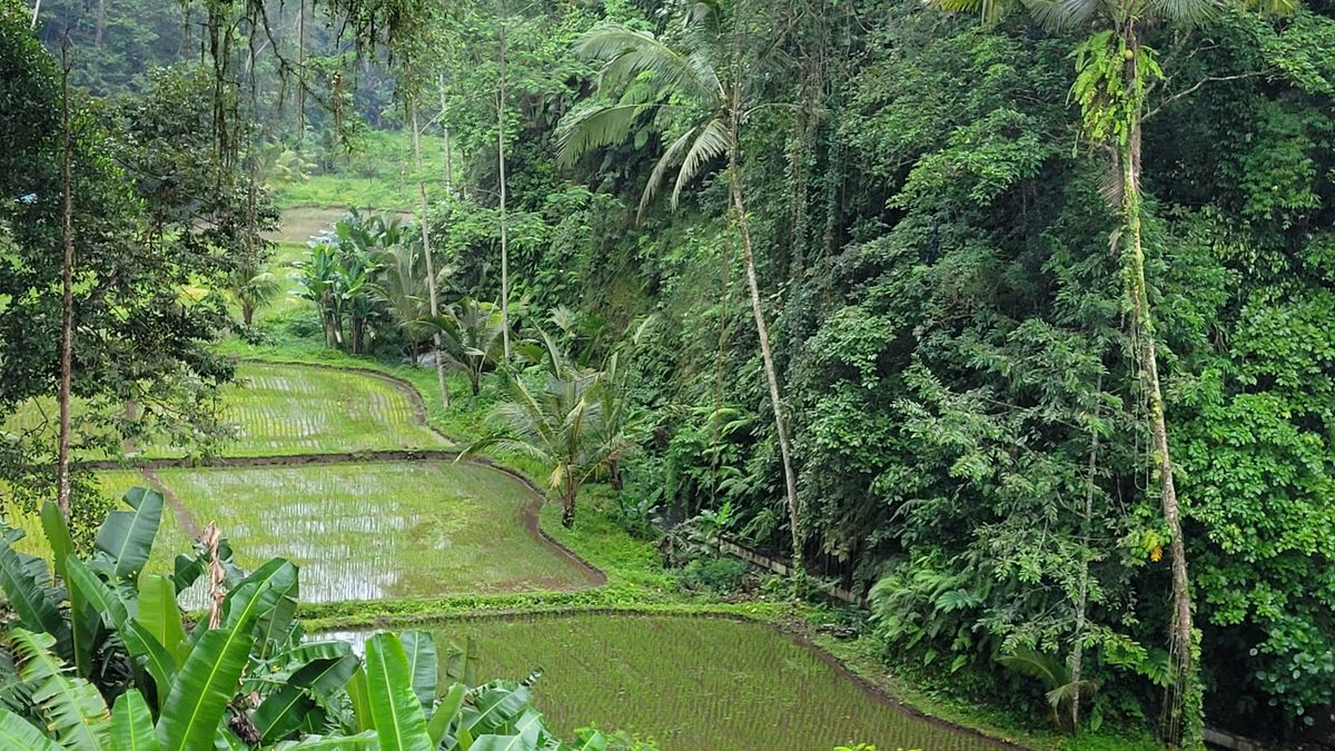Transportasi ke Ubud dari Bandara dan Area Bali Lainnya
