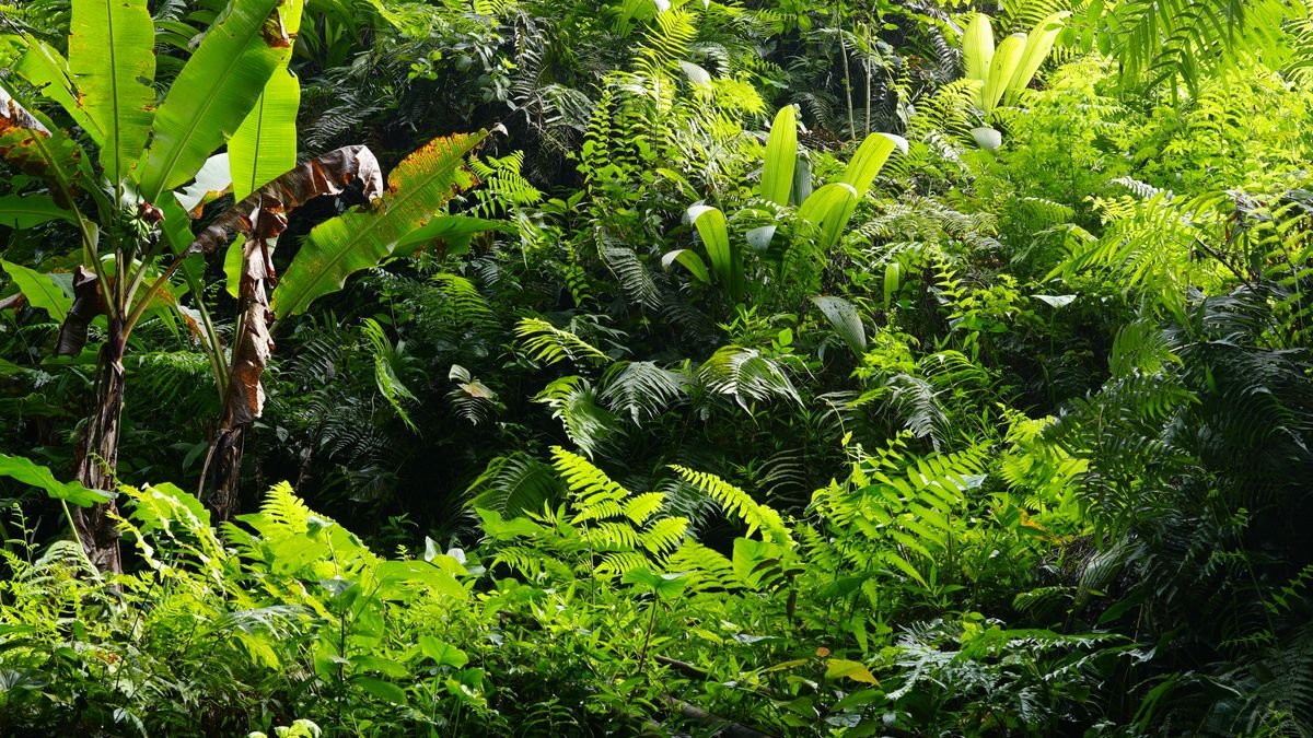Responsible Travel Bali: Panduan Menjadi Tamu yang Baik