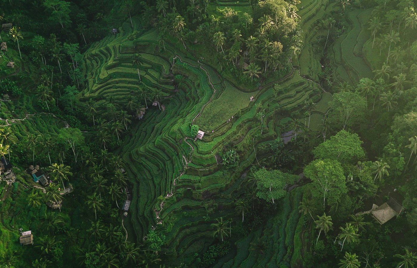 Ubud rice terraces